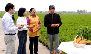 Hệ thống khuyến nông cơ sở: "Bạn đồng hành" của nông dân
